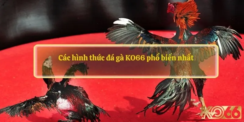 Các hình thức đá gà KO66 phổ biến nhất