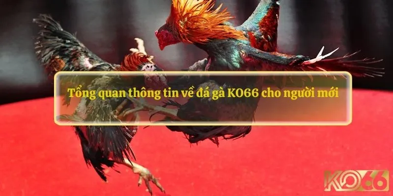 Tổng quan thông tin về đá gà KO66 cho người mới